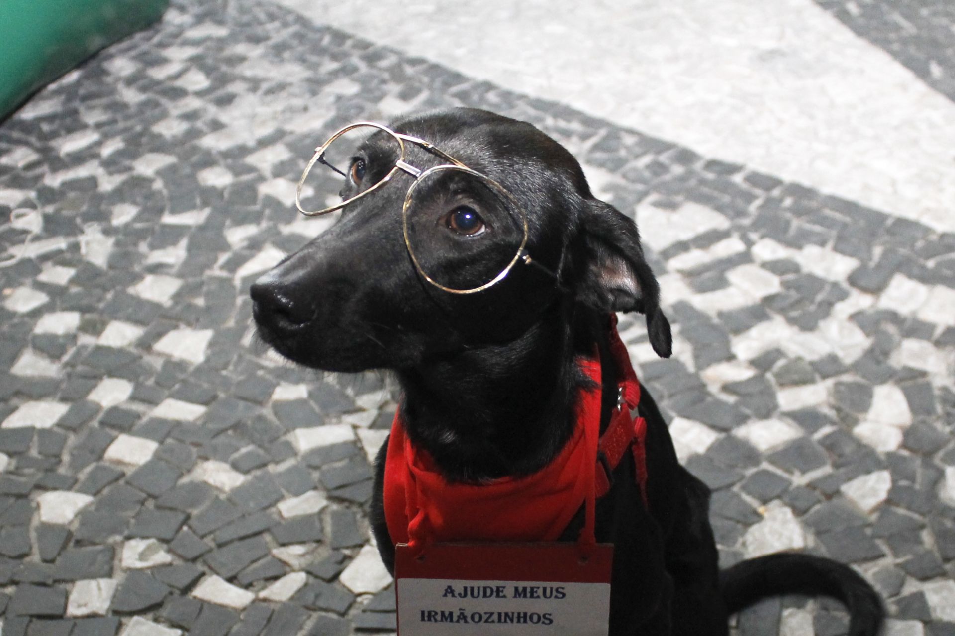 Trote solidário incentiva doações para entidades de proteção aos animais