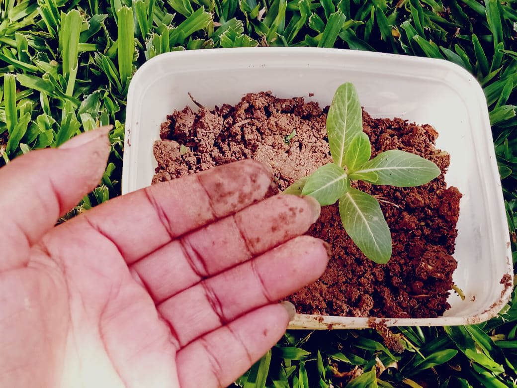 Acadêmicos da UNIFEBE cultivam flores para canteiros dos espaços públicos da cidade