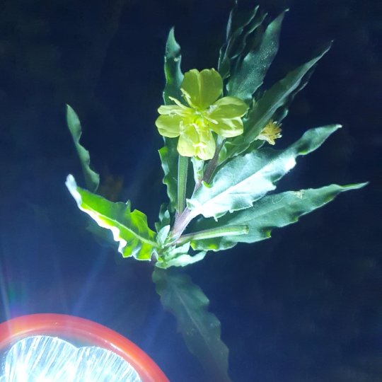GBS Unifebe Destaque - Tamily-Oenothera indecora